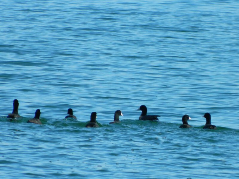Entenfamilie auf großer Fahrt Entenfamilie auf großer Fahrt
